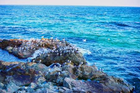 Sea, rock, gullの写真素材