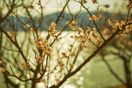 slow-growing vine treesの写真素材
