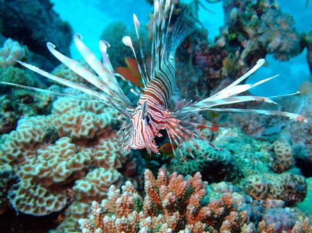 Lion Fishの写真素材