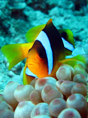 Anemone fishの写真素材