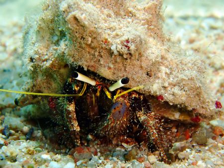 Reef Hermit Crabの写真素材