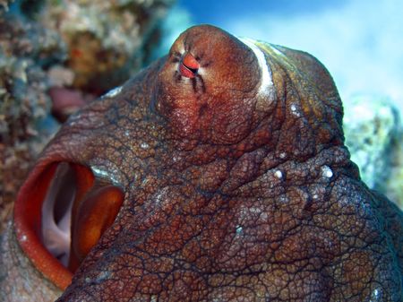 Reef Octopus  の写真素材