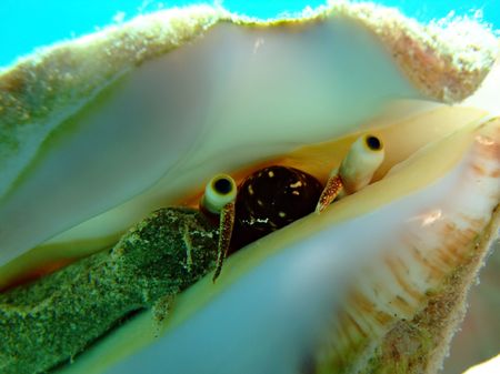 Conch eyesの写真素材