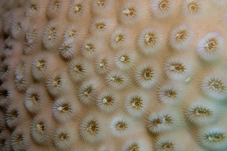 Texture and pattern details of coralの写真素材