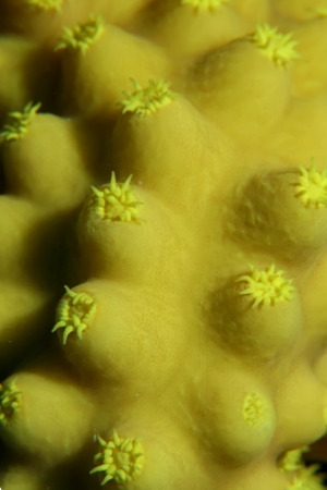 Texture and pattern details of coralの写真素材