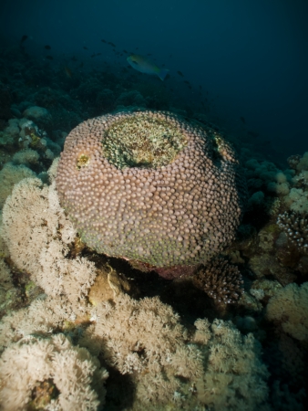 Coralの写真素材
