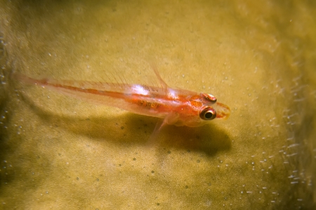 Pleurosicya micheli fishの写真素材