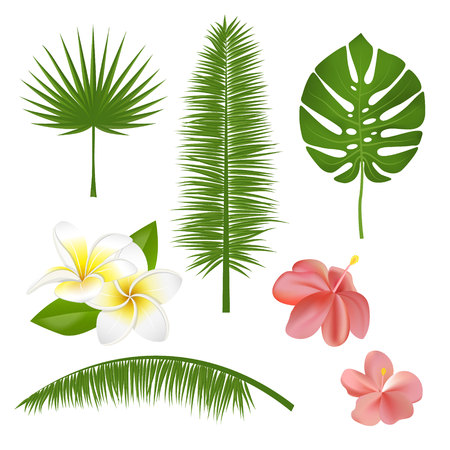 Set of exotic tropical flowers, plants, leaves. Vector illustration with realistic palm, leaf, hibiscus, plumeriaのイラスト素材