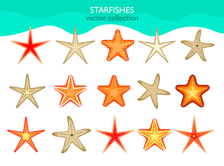 Collection of isolated starfish. Vector illustrationのイラスト素材
