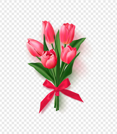 Bouquet of realistic tulips with ribbon and bow on transparent background. Perfect for background greeting cards and invitations of the wedding, birthday, Valentines Day, Mothers Day,March 8th.のイラスト素材