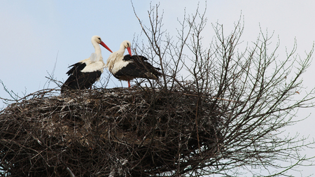 Storks on the sky background in springの写真素材