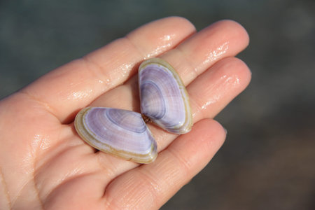 Sea shell on the palmの写真素材