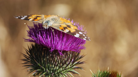 Butterfly on a purple flower thistle. Macro