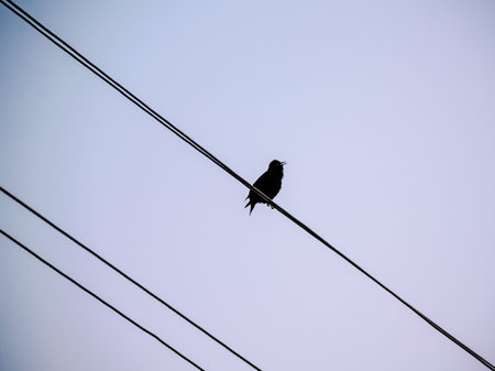 Bird's silhouette on the evening sky. Photography