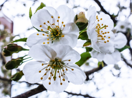 Cherry blossom tree in springtime