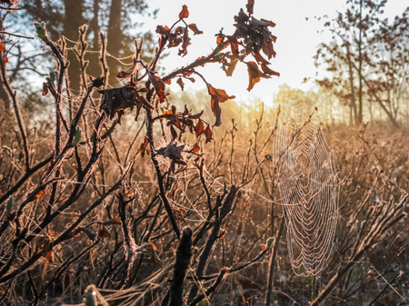 Spider web with dew drops on the branches illuminated by sunの写真素材