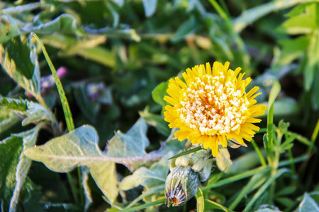Yellow flower lightly covered with snow in spring
