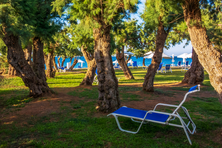 Beach beds among the pines on the shore of the seaの写真素材