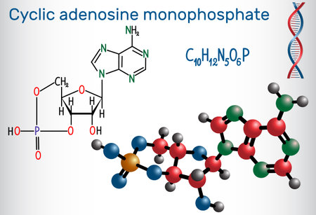 Vector of Cyclic adenosine monophosphate - ID:1-96625047 - Royalty Free ...