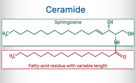 Ceramide molecule , is composed of sphingosine and a fatty acid. Structural chemical formula. Vector illustration.のイラスト素材