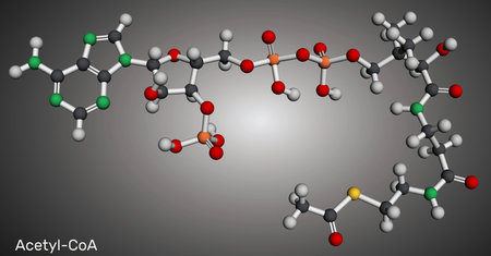 Acetyl-CoA, acetyl coenzyme A molecule. Key coenzyme in fatty acid biosynthesis, Krebs cycle, citric...