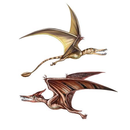 realistic drawing of ancient flying dinosaurs pterodactyl and rhamphorhynchus, illustration for animal encyclopedia, life of the Jurassic and Cretaceous, isolated image on white backgroundの写真素材