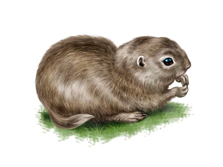 gopher sitting, realistic drawing, illustration for encyclopedia, isolated character on a white backgroundの写真素材