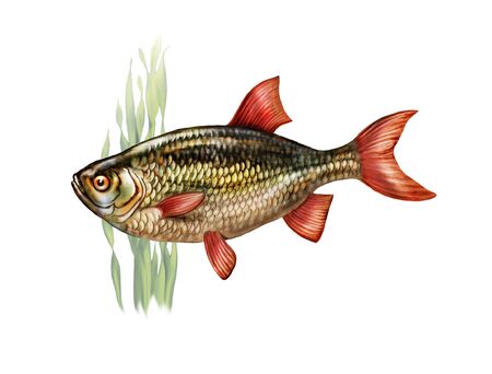 realistic drawing, illustration for fish encyclopedia, rudd (scardinia erythrophthalmos) underwater, isolated image on white backgroundの写真素材