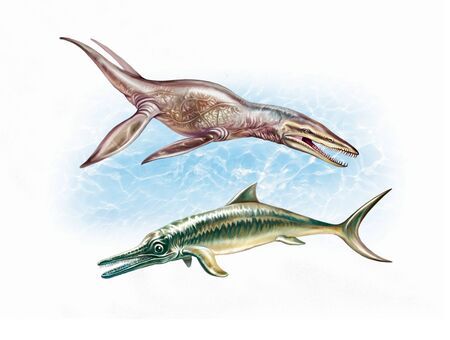 ancient waterfowl, ichthyosaur and pliosaurus, isolated characters on white backgroundの写真素材