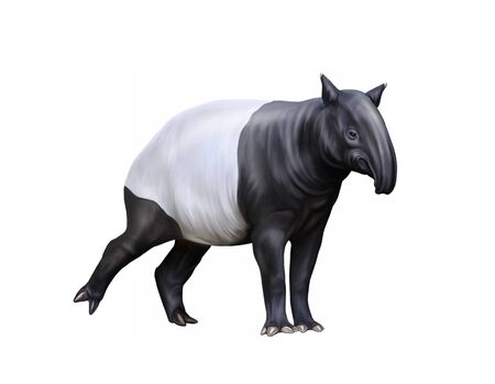 Tapirus (Acrocodia indica), realistic drawing, illustration for the encyclopedia of tropical animals, isolated character on a white backgroundの写真素材