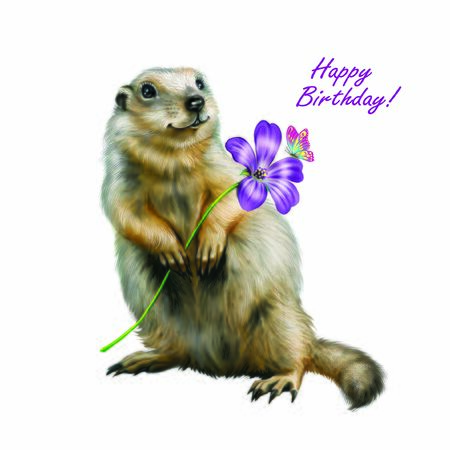 funny gopher with a flower, cartoon animal wishes a happy holiday, happy birthday card, isolated character on white backgroundの写真素材