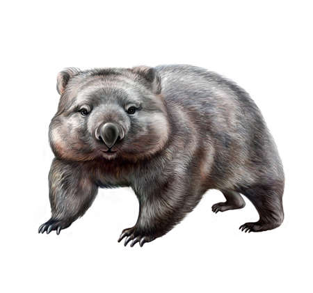 wombat (Vombatidae), realistic drawing, illustration for Australia Animal Encyclopedia, isolated image on white backgroundの写真素材