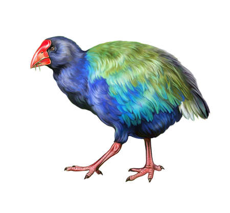 The takaht (Porphyrio hochstetteri) realistic drawing illustration for New Zealand animal encyclopedia isolated image on white backgroundの写真素材