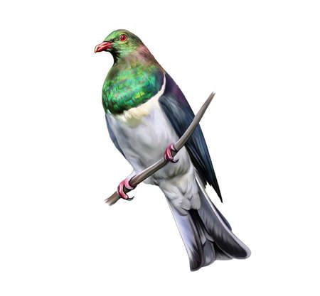 The New Zealand pigeon or kererÅ« (Hemiphaga novaeseelandiae) sitting on a branch, realistic drawing, illustration for the New Zealand animal and bird encyclopedia, isolated image on a white backgroundの写真素材
