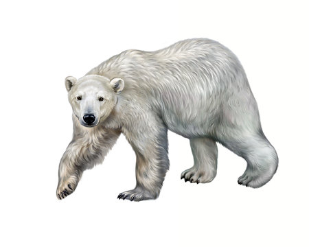 The polar bear (Ursus maritimus) realistic drawing illustration for animal encyclopedia, isolated image on white backgroundの写真素材
