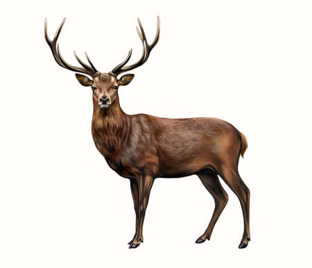 The red deer (Cervus elaphus), realistic drawing, animal encyclopedia illustration, isolated image on white backgroundの写真素材