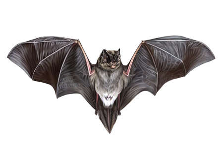 The bat (Barbastella barbastellus), realistic drawing, animal encyclopedia illustration, isolated image on white backgroundの写真素材