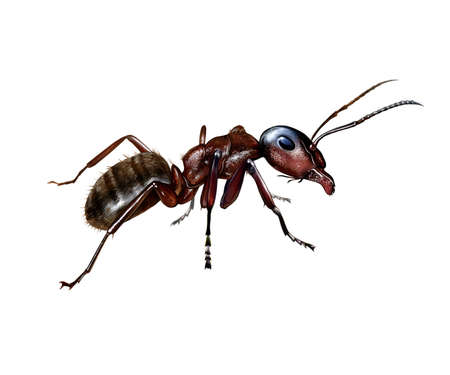 The ant (Formicidae), realistic drawing, illustration for insect encyclopedia, isolated image on white backgroundの写真素材