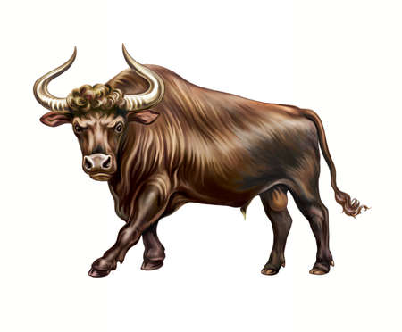The aurochs or rarely aurochsen, urus or ure (Bos taurus primigenius), realistic drawing, illustration for the encyclopedia of extinct animals, primitive bull, symbol of the new year, isolated image on white backgroundの写真素材