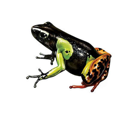 Mantella madagascariensis, frog of the genus Mantellidae, realistic drawing, illustration for the encyclopedia of endemic animals of Madagascar, isolated image on a white backgroundの写真素材
