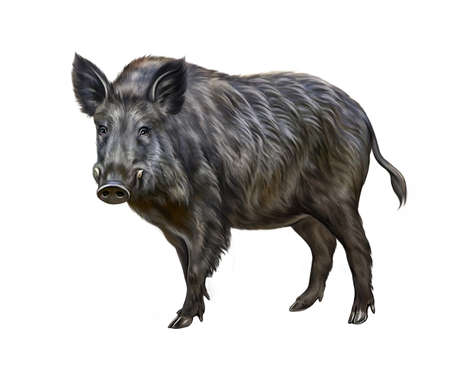 The wild boar (Sus scrofa), realistic drawing, animal encyclopedia illustration, isolated image on white backgroundの写真素材