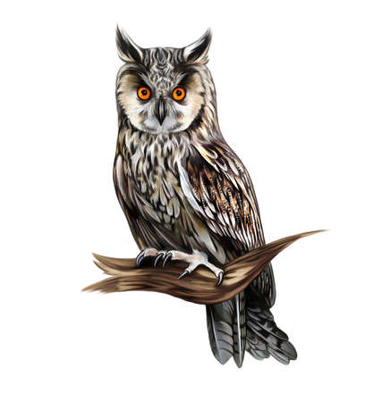 Madagascar Long-eared Owl (Asio madagascariensis), realistic drawing, illustration for the encyclopedia of animals and birds of Madagascar, isolated image on a white backgroundの写真素材