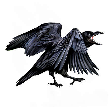 crow with raised wings croaks, realistic drawing, isolated image on white backgroundの写真素材