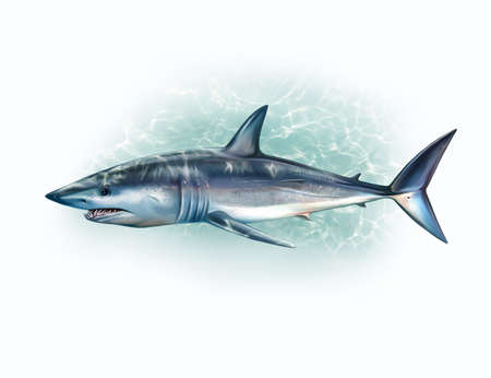 The mako (Isurus), gray-blue herring shark in water, realistic drawing, illustration for the encyclopedia of fish, animals of the seas and oceans, isolated image on a white backgroundの写真素材