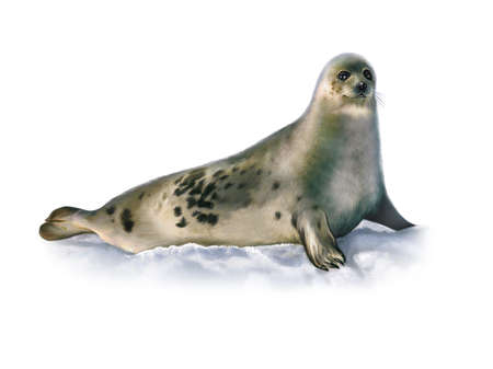 The harp seal (Pagophilus groenlandicus), realistic drawing, illustration for the encyclopedia of animals of the arctic, isolated image on a white backgroundの写真素材