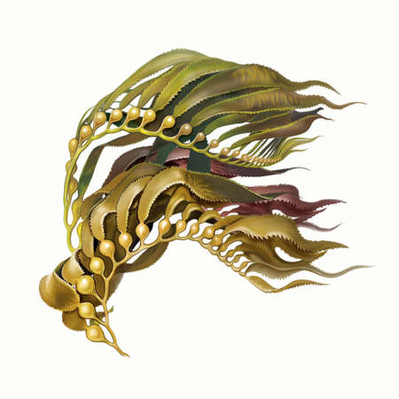 Giant Kelp Macrocystis pyrifera, realistic drawing, illustration for the encyclopedia of the inhabitants of the seas and oceans, isolated image on a white backgroundの写真素材