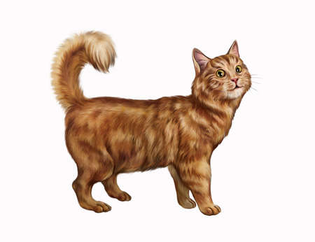 furry ginger cat walking realistic drawing illustration for pets encyclopedia isolated image on white backgroundの写真素材