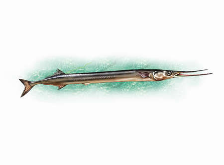 The garfish (Belone belone) in water, realistic drawing, illustration for fish encyclopedia, isolated image on white backgroundの写真素材