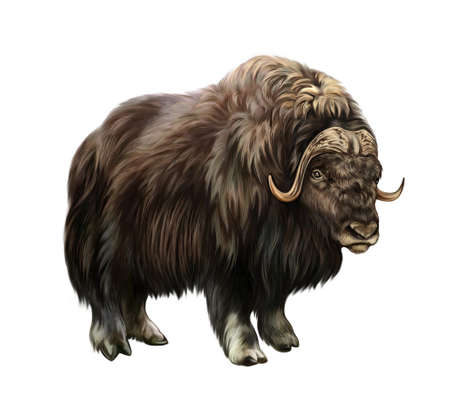 The muskox (Ovibos moschatus), realistic drawing, illustration for the arctic tundra animal encyclopedia, isolated image on a white backgroundの写真素材