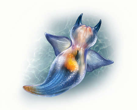 Mollusk Sea Angel (Clione limacina), realistic drawing, illustration for the encyclopedia of the inhabitants of the seas and oceans, isolated image on a white backgroundの写真素材